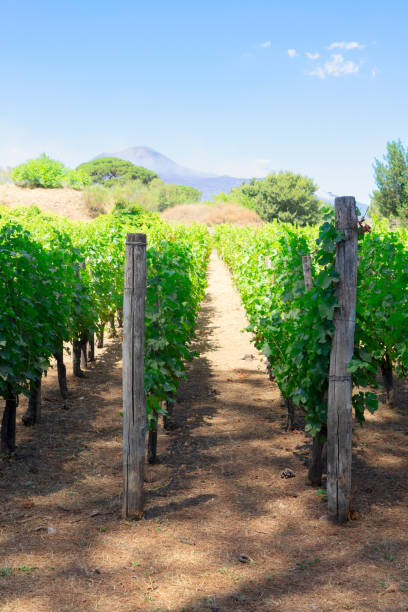 Young grapevines in a freshly plowed field.