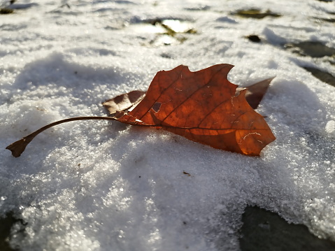 leaf in snow in sunlight