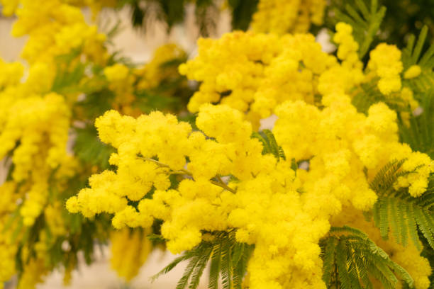 istock mimosa flowers bouquet 1461761713