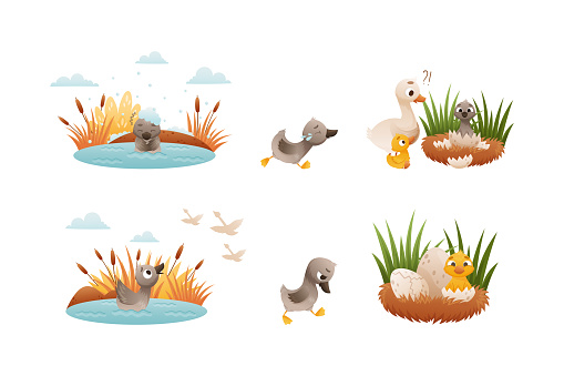 Ugly duckling fairy tale scenes set. Lonely little duckling swimming in pond cartoon vector illustration isolated on white