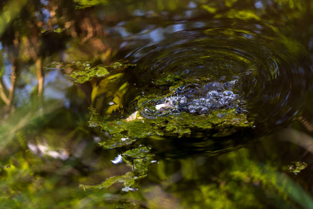 Carassius swimming around the moss on a pond