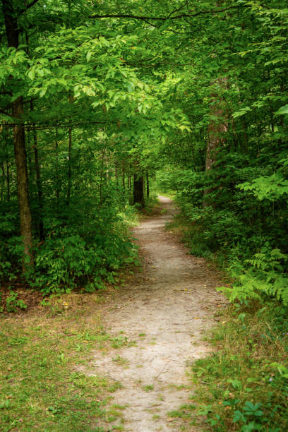 istock Hiking Pathway in Forest Park in Northern Michigan woods 1461763634