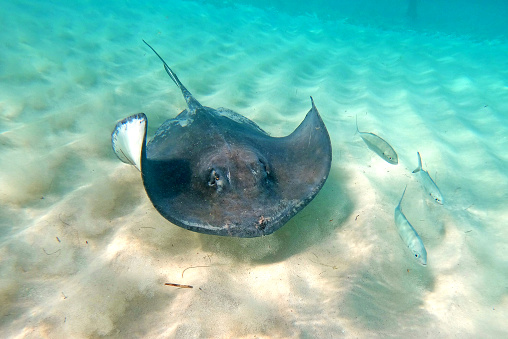 Close-up of manta ray swimming.Stingray.