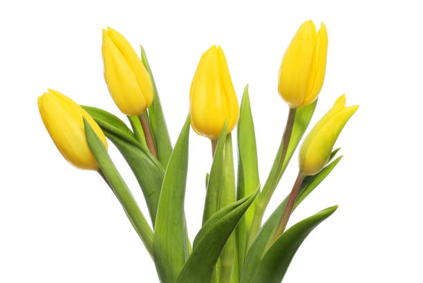 istock Yellow tulip arrangement 1461765299