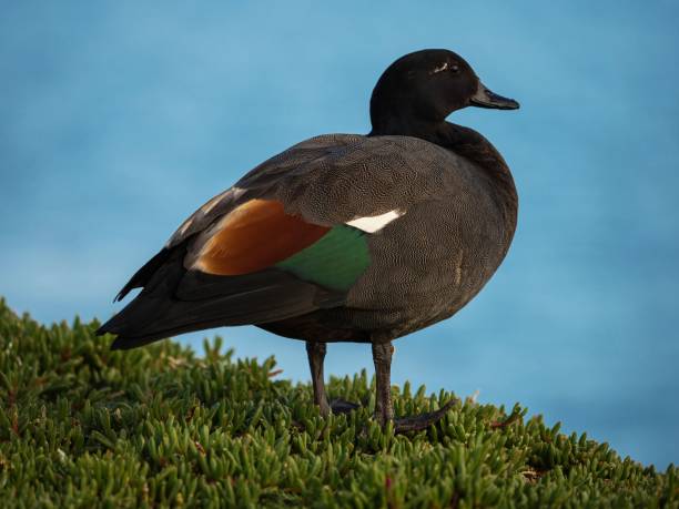 schwarzer männlicher paradies-brandgänse-entenvogel mit typischer grünbrauner und weißer feder im grünen gras in aramoana neuseeland - gattung kasarkas stock-fotos und bilder