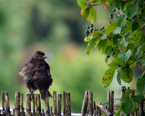 Blackbird femal - Turdus merula.