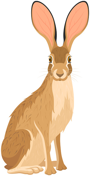 Vector illustration of a seated jackrabbit with its head turned toward the viewer. Illustration uses no gradients, meshes or blends, only solid color. Includes CS6-compatible .eps format, along with a high-res .jpg.