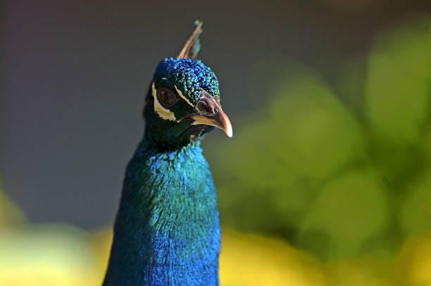 istock Beauty in nature. 1461775487