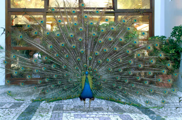 istock Beauty in nature. 1461775491