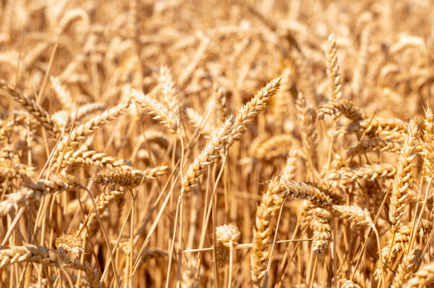 istock Fields of golden wheat ready for harvest 1461779328