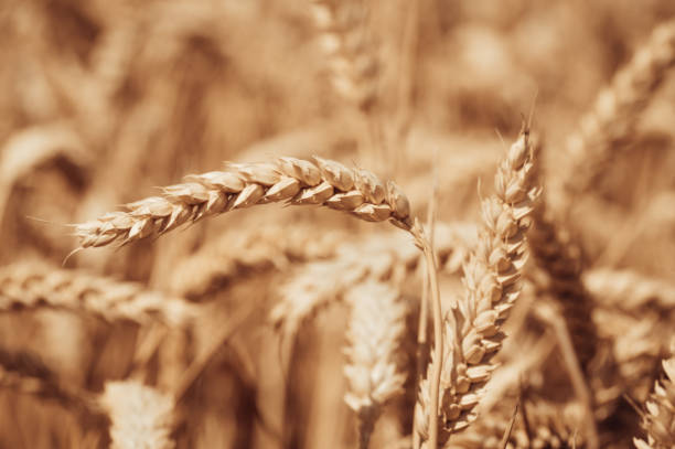 Harvest time with fields of golden wheat