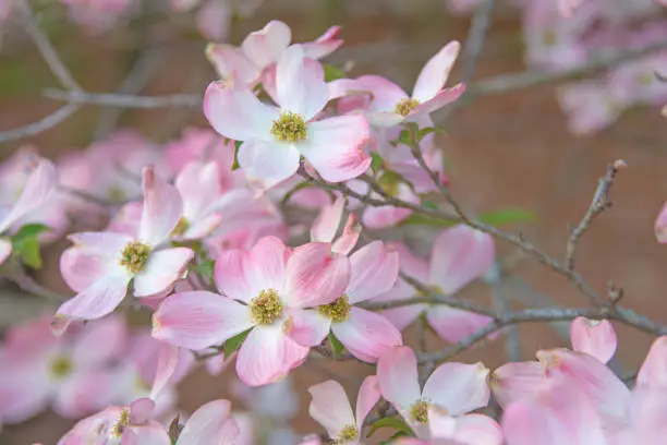 Vector illustration of Spring Flowers-Pink Dogwood Tree- Howard County, Indiana