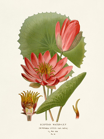 Botanical illustration of the book : “Favourite flowers of garden and greenhouse”. Circa 1896
