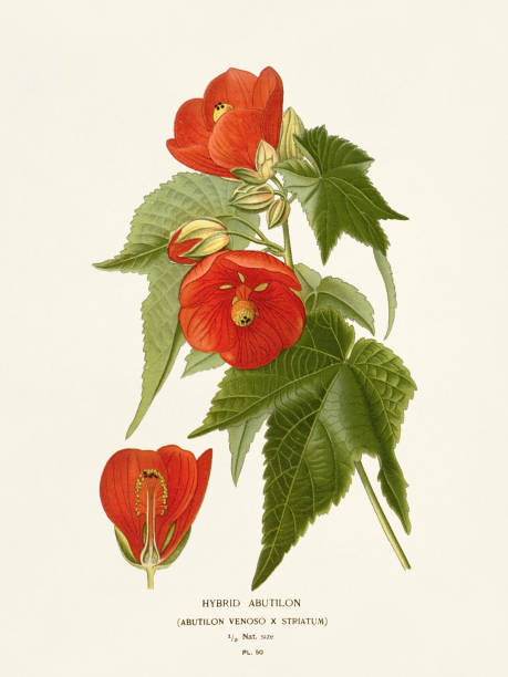 120+ Flowering Maple Stock Illustrations, Royalty-Free Vector Graphics ...