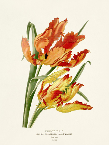 Botanical illustration of the book : “Favourite flowers of garden and greenhouse”. Circa 1896