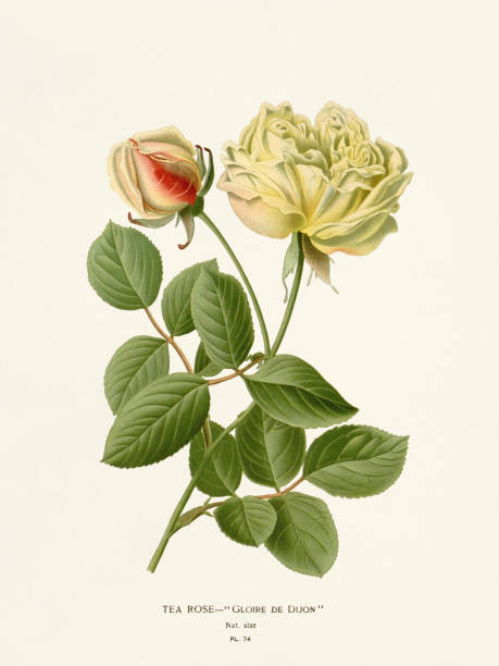 illustrazioni stock, clip art, cartoni animati e icone di tendenza di illustrazione di fiori antichi: tea rose - old book illustrations