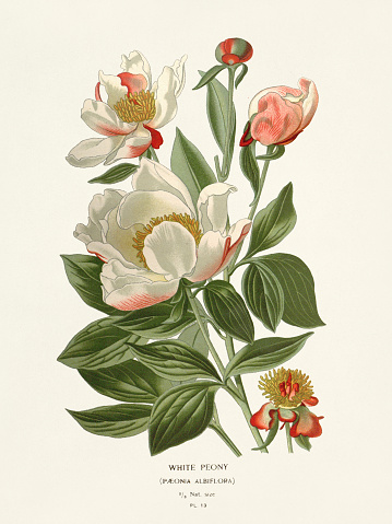 Botanical illustration of the book : “Favourite flowers of garden and greenhouse”. Circa 1896