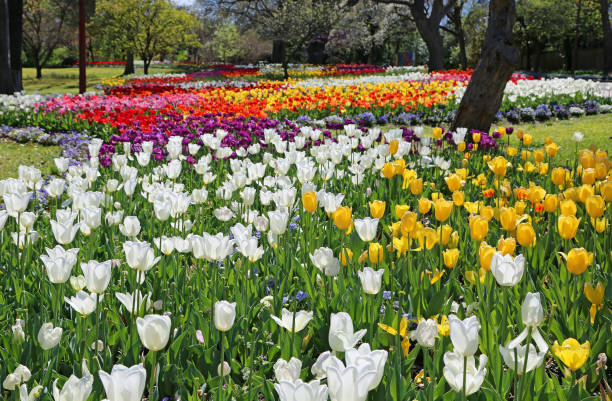 istock Colorful tulip in the park 1461784726