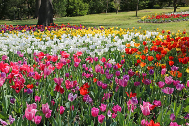 istock Landscape with colorful Tulips 1461785868