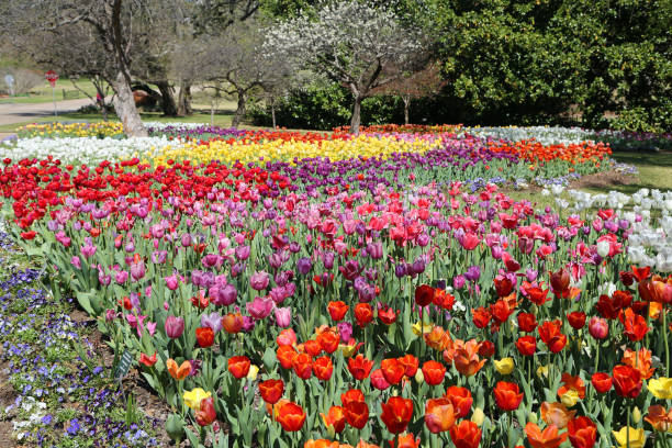 istock The garden of Tulip 1461786081