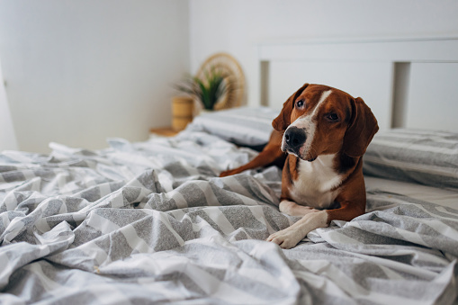 Portrait of a beautiful hound dog lying peacefully on a bed with gray and white sheets in the bedroom