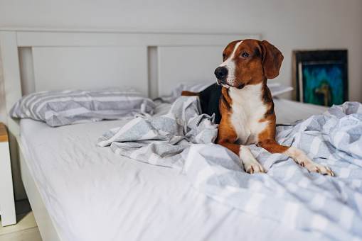 Portrait of a beautiful tricolor dog lying calmly on a bed with gray and white sheets in the bedroom and looking out the window