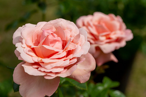 Olivia rose Austin english shrub pink flowers in summer garden.