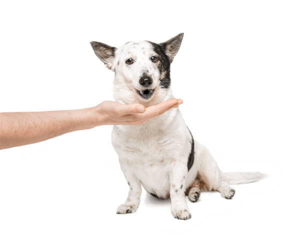 istock Black and white dog, isolate on a white background. The mongrel dog eats food from the hand. 1461789981