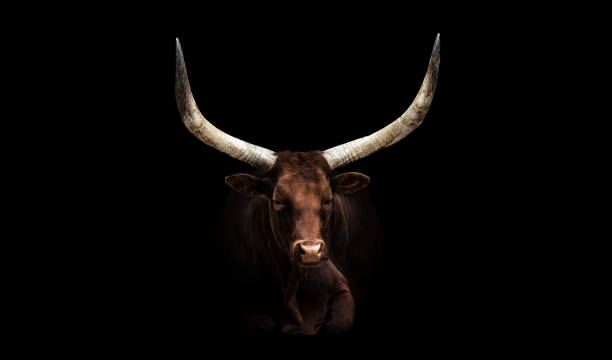 ankole-watusi-longhorn-rinder - texas texas longhorn cattle cattle ranch stock-fotos und bilder