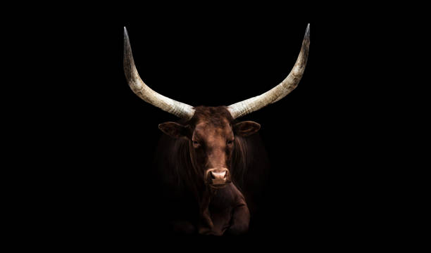 アンコールワツシロングホーン牛 - texas longhorn cattle ストックフォトと画像