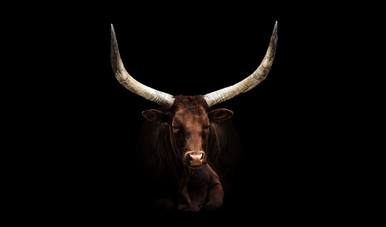 Portrait of an Ankole-Watusi Longhorn Cattle with a black background, negative space, copy space