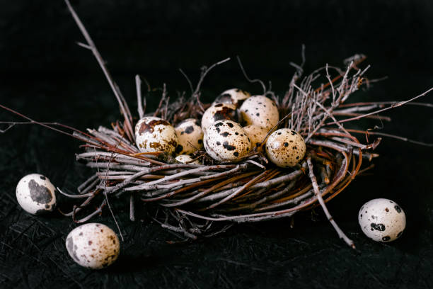 istock Quail eggs. Eggs in the nest. Dark background 1461791764
