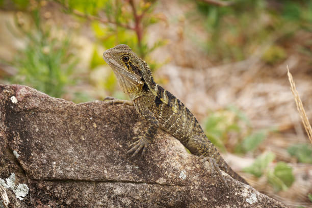 istock Australian Water Dragon - Intellagama or Physignathus lesueurii howittii, also Eastern or Gippsland water dragon, lizard on the rock above the sea 1461794930