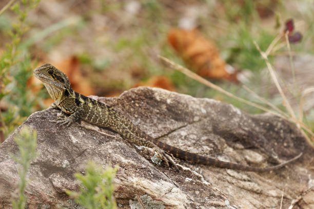 istock Australian Water Dragon - Intellagama or Physignathus lesueurii howittii, also Eastern or Gippsland water dragon, lizard on the rock above the sea 1461794931