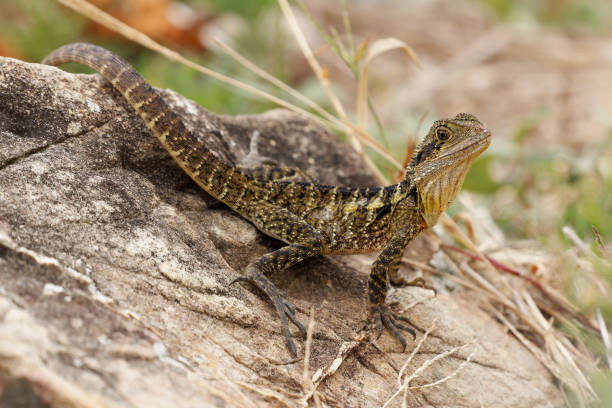 Australian Water Dragon - Intellagama or Physignathus lesueurii howittii, also Eastern or Gippsland water dragon, lizard on the rock above the sea.