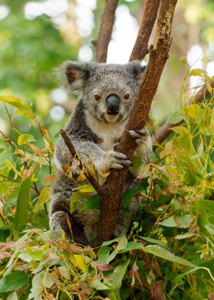 koala - phascolarctos cinereus sur l’arbre en australie, mangeant, grimpant sur eucaluptus. mignon animal emblématique australien typique sur la branche mangeant des feuilles d’eucalyptus fresch - cinereous photos et images de collection