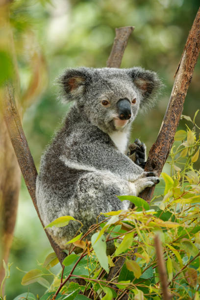 koala - phascolarctos cinereus sur l’arbre en australie, mangeant, grimpant sur eucaluptus. mignon animal emblématique australien typique sur la branche mangeant des feuilles d’eucalyptus fresch - cinereous photos et images de collection