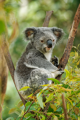 Koala - Phascolarctos cinereus on the tree in Australia, eating, climbing on eucaluptus. Cute australian typical iconic animal on the branch eating fresch eucalyptus leaves.