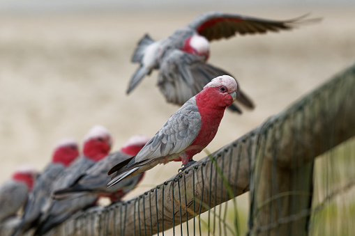 Galah - Eolophus roseicapilla - known as the rose-breasted cockatoo, galah cockatoo, pink and grey cockatoo or roseate cockatoo, mainland Australia. Big parrot sitting on the beach fence in Queensland.