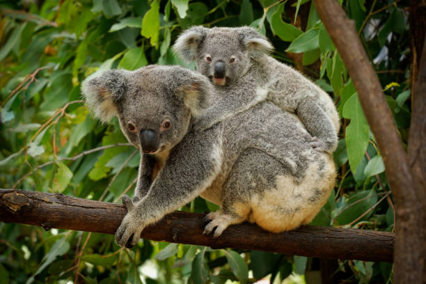 istock Koala - Phascolarctos cinereus on the tree in Australia, eating, climbing on eucaluptus. Cute australian typical iconic animal on the branch eating fresch eucalyptus leaves with its child 1461795136