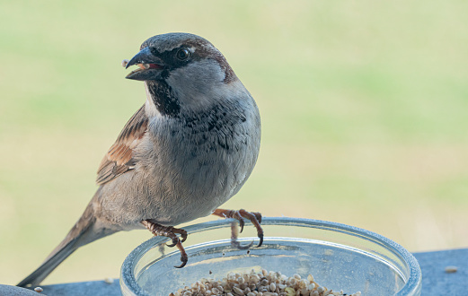 A house sparrow drinking at a birdbath in a backyard