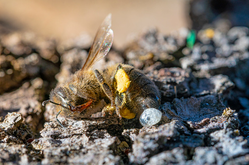 Honey Bee (Apis mellifera) Hatching from comb amid sealed brood