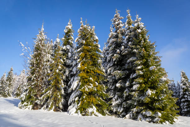 istock Spruce trees (Picea) covered with fresh white snow, Beskids, Poland 1461795567