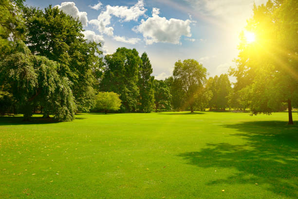 istock Sunrise beam in beautiful park 1461796911