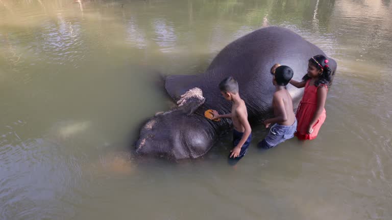 Children bathing  elephant in the river