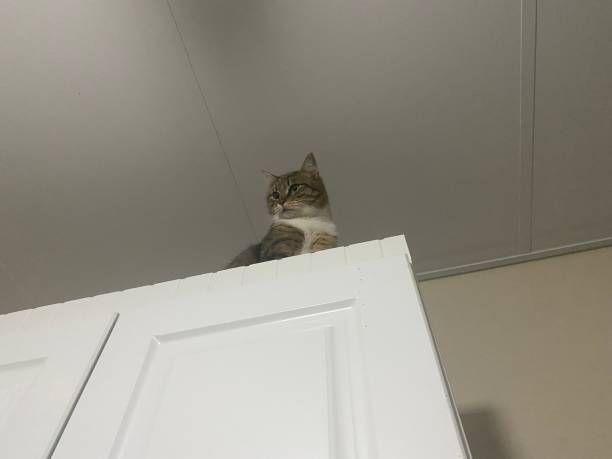 A cute cat on the kitchen cabinet