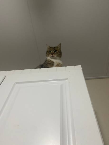 istock A cute cat on the kitchen cabinet 1461801689