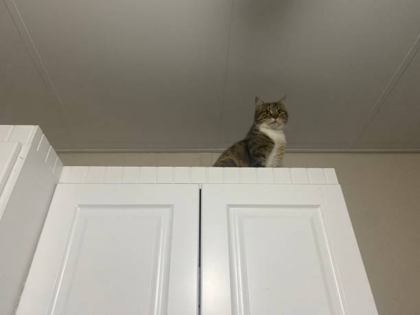istock A cute cat on the kitchen cabinet 1461801811
