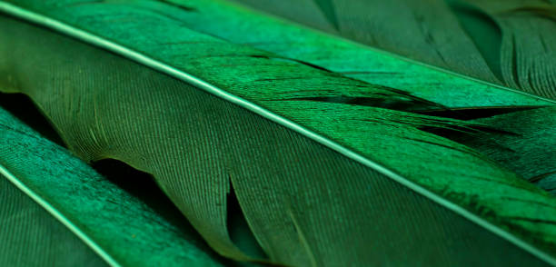istock bird magpies feather, green background 1461802318