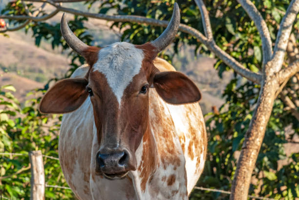 Cattle (Bos taurus) stock photo